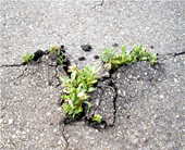 Lernberatung Ute Biernoth Lernberatung Ute Biernoth